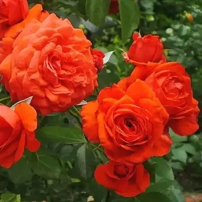 Саженцы роз МАЙНТАУЭР плетистая  Саженцы роз МАЙНТАУЭР плетистая в Домодедове