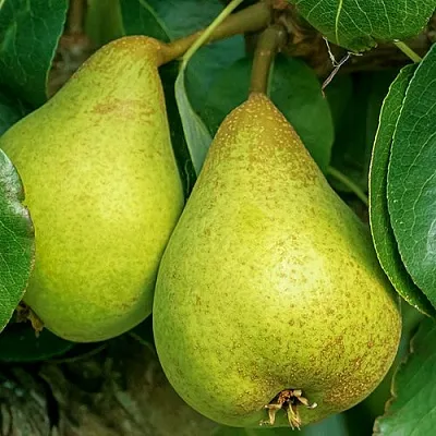 Груша Г-6 колонновидная  Груша Г-6 колонновидная в Домодедове