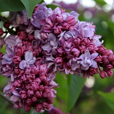 Сирень П.П.КОНЧАЛОВСКИЙ  Сирень П.П.КОНЧАЛОВСКИЙ в Домодедове