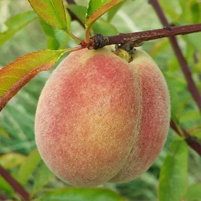 Персик ЕЛГАВСКИЙ  Персик ЕЛГАВСКИЙ в Домодедове