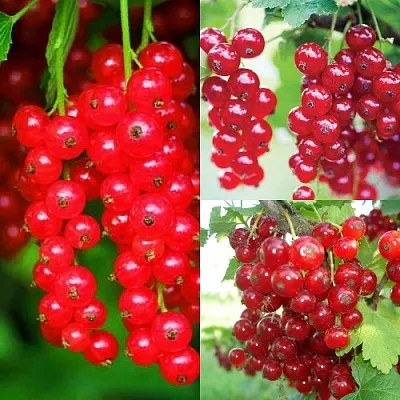 Комплект КРАСНЫЙ УРОЖАЙ в Домодедове