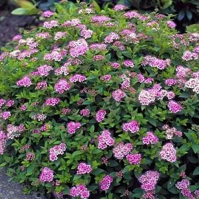 Спирея ЛИТЛ ПРИНЦЕСС японская  Спирея ЛИТЛ ПРИНЦЕСС японская в Домодедове