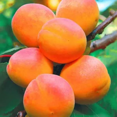 Абрикос NJA-19 — описание сорта Абрикос NJA-19 в Домодедове