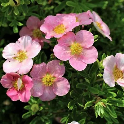 Лапчатка ЛАВЛИ ПИНК кустарниковая  Лапчатка ЛАВЛИ ПИНК кустарниковая в Домодедове