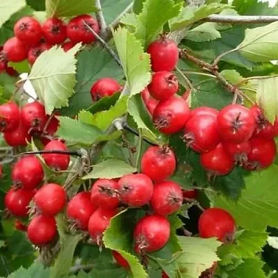 Боярышник СВАЯК в Домодедове