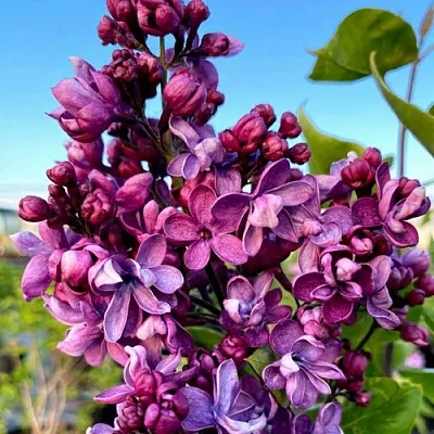 Сирень ВИОЛЕТТА  Сирень ВИОЛЕТТА в Домодедове