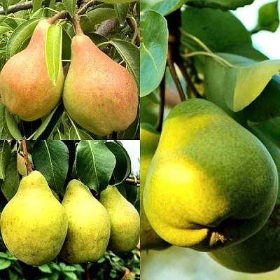 Комплект НАСТОЯЩИЙ ВОСТОРГ в Домодедове