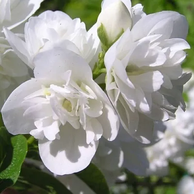 Жасмин ЖИРАНДОЛЬ в Домодедове