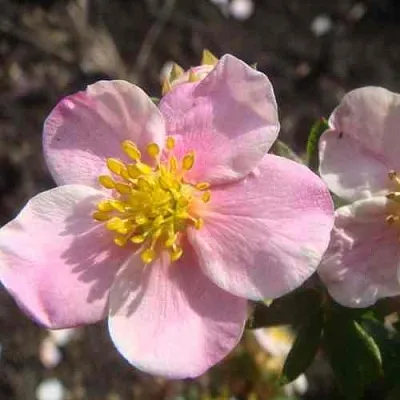 Лапчатка ПИНК КВИН кустарниковая  Лапчатка ПИНК КВИН кустарниковая в Домодедове