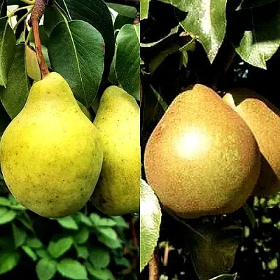 Комплект ДУЭТ в Домодедове