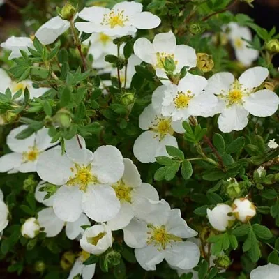 Лапчатка АББОТСВУД кустарниковая  Лапчатка АББОТСВУД кустарниковая в Домодедове