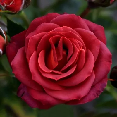 Саженцы роз ЧОКОЧИНО спрей  Саженцы роз ЧОКОЧИНО спрей в Домодедове