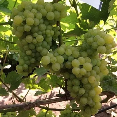 Виноград КИШМИШ 311 в Домодедове