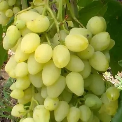 Виноград ЗАРНИЦА в Домодедове