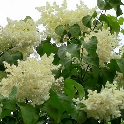 Сирень АМУРСКАЯ  Сирень АМУРСКАЯ в Домодедове