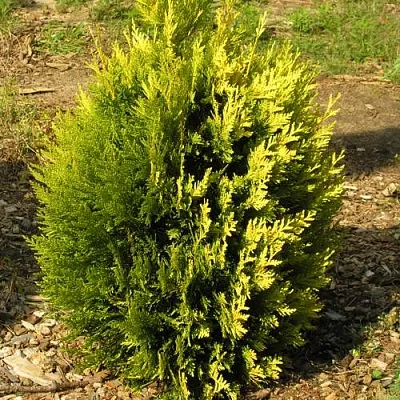 Туя КОППЕР ГОЛД западная в Домодедове