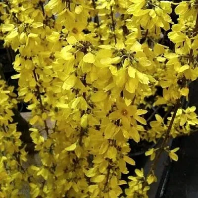 Форзиция ГОЛДРАУШ в Домодедове