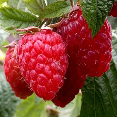 Малина КВЕЛЛИ  Малина КВЕЛЛИ в Домодедове