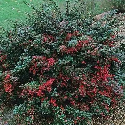 Барбарис РЕД ДЖЕВЕЛ средний   Барбарис РЕД ДЖЕВЕЛ средний  в Домодедове