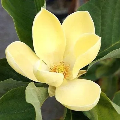 Магнолия ЕЛЛОУ ЛАНТЕРН  Магнолия ЕЛЛОУ ЛАНТЕРН в Домодедове