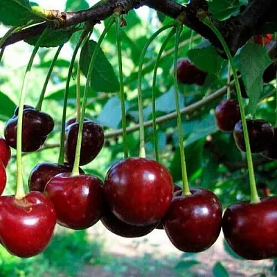 Вишня Молодежная