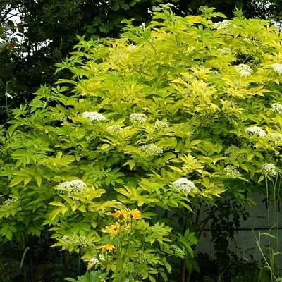 Бузина черная АУРЕА в Домодедове