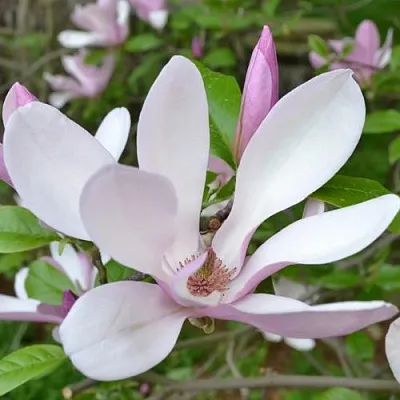 Магнолия ДЖОРДЖ ГЕНРИ КЕРН  Магнолия ДЖОРДЖ ГЕНРИ КЕРН в Домодедове