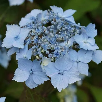 Гортензия БЛЮ ДЕКЛ пильчатая  Гортензия БЛЮ ДЕКЛ пильчатая в Домодедове