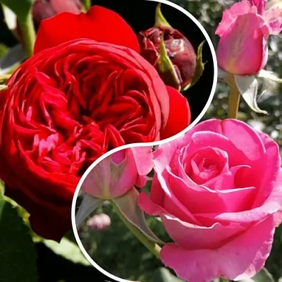 Комплект РОМАНТИЧЕСКИЙ БУКЕТ в Домодедове