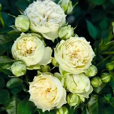 Саженцы роз БЛАНШЕТТ спрей  Саженцы роз БЛАНШЕТТ спрей в Домодедове