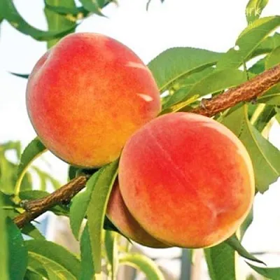 Персик ОНТАРИО  Персик ОНТАРИО в Домодедове