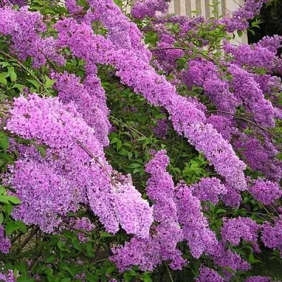 Сирень КИТАЙСКАЯ  Сирень КИТАЙСКАЯ в Домодедове