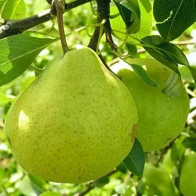 Груша ДАЛИКОР колонновидная  Груша ДАЛИКОР колонновидная в Домодедове