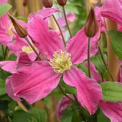 Клематис ИНСПИРЕЙШН ЗОЙН  Клематис ИНСПИРЕЙШН ЗОЙН в Домодедове