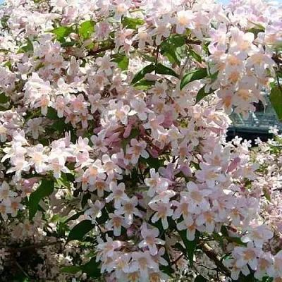 Кольквиция прелестная  Кольквиция прелестная в Домодедове