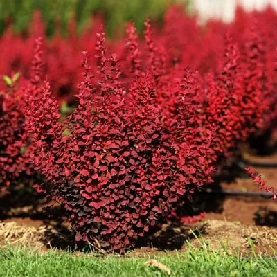 Барбарис ОРАНЖ РОКЕТ тунберга  Барбарис ОРАНЖ РОКЕТ тунберга в Домодедове