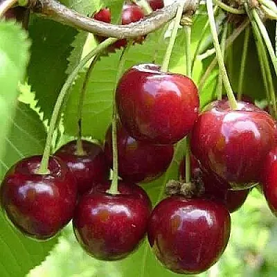 Вишня ХАРИТОНОВСКАЯ в Домодедове