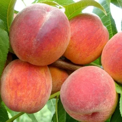 Персик ВАЙН ГОЛД Т3 — описание сорта Персик ВАЙН ГОЛД Т3 в Домодедове