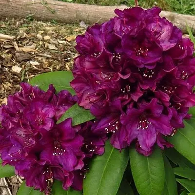 Рододендрон ПОЛАРНАХТ в Домодедове