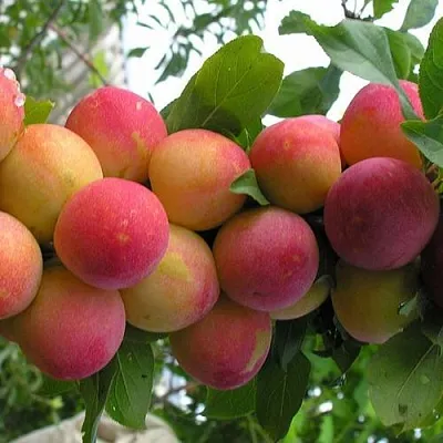 Слива СКОРОПЛОДНАЯ  Слива СКОРОПЛОДНАЯ в Домодедове