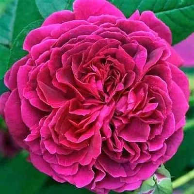 Саженцы роз ВИЛЬЯМ ШЕКСПИР английская  Саженцы роз ВИЛЬЯМ ШЕКСПИР английская в Домодедове