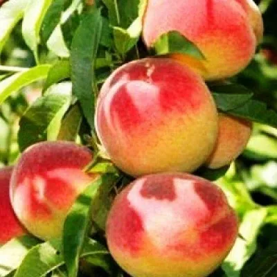 Персик НОВОСЕЛКОВСКИЙ  Персик НОВОСЕЛКОВСКИЙ в Домодедове