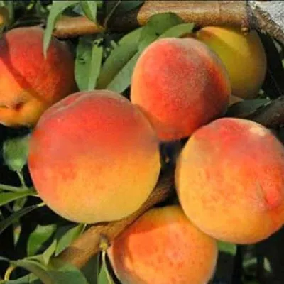 Персик РОЯЛ ВИ  Персик РОЯЛ ВИ в Домодедове