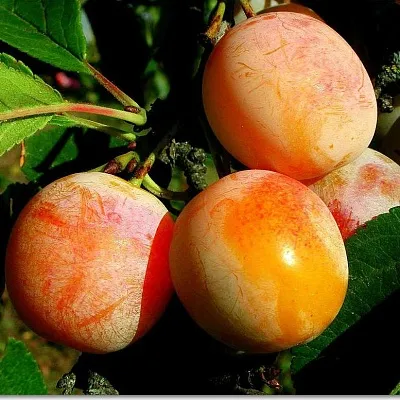 Ранняя  Ранняя в Домодедове