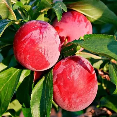 Красная  Красная в Домодедове