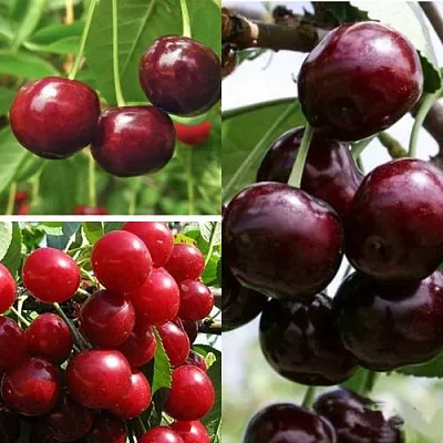 Комплект ВИШНЕВЫЙ САД в Домодедове