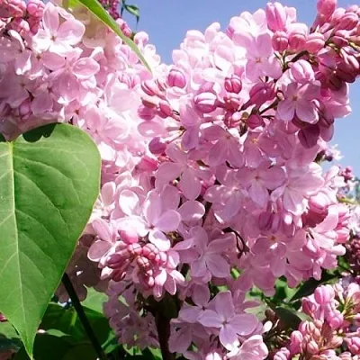 Сирень АДЕЛИНА  Сирень АДЕЛИНА в Домодедове