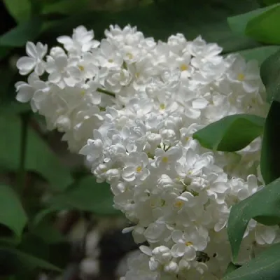 Сирень РУССКИЙ СЕВЕР  Сирень РУССКИЙ СЕВЕР в Домодедове