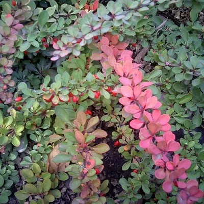 Барбарис ГРИН КАРПЕТ тунберга  Барбарис ГРИН КАРПЕТ тунберга в Домодедове