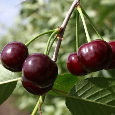 Вишня ЖАДАНА в Домодедове